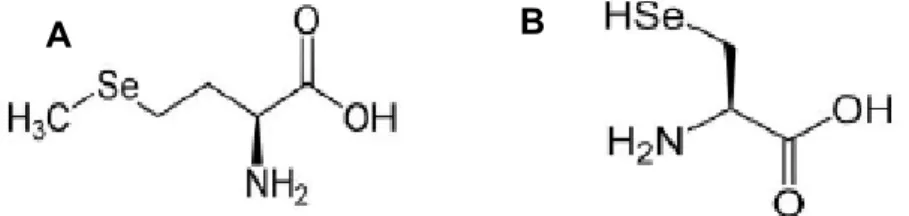 Figura  4-  Estrutura  química  da  Selenometionina  (A)  e  da  Selenocisteína  (B)  (Mehdi et al., 2013).
