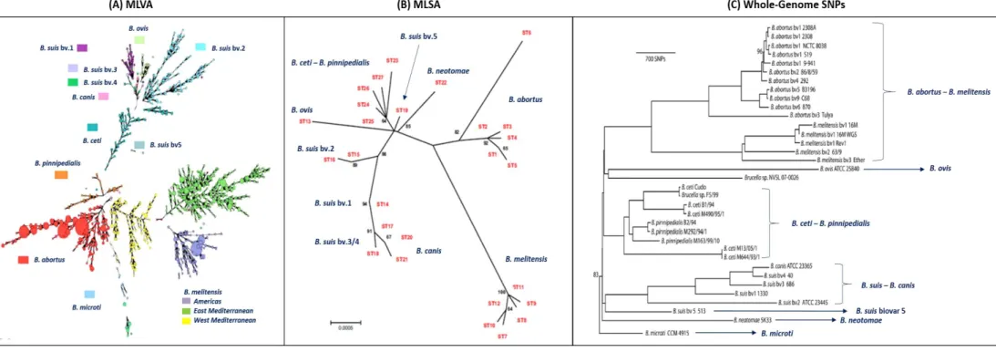 Figure 1.2. Phylogenetic analysis of the  Brucella species. (A) Minimum spanning tree based on multilocus variable number of tandem repeats analysis (MLVA) data from 1,925  isolates