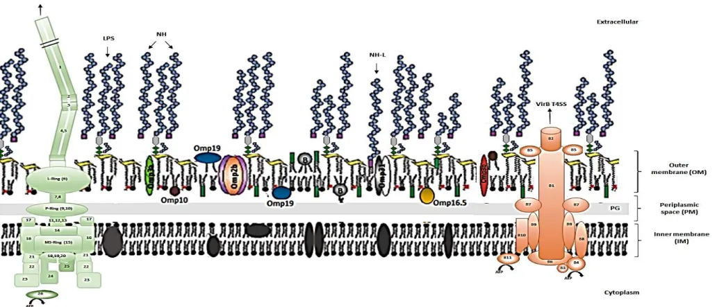Figure 1.3. Schematic representation of Brucellae cellular membrane. Adapted and modified from Moreno &amp; Moriyón (2006), Fabienne et al