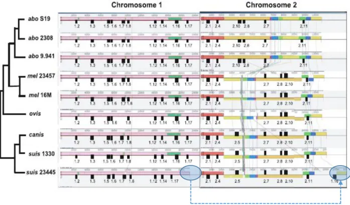 Figure 1.7. Mauve alignment of both chromosomes from nine complete Brucella genomes. A phylogenetic map  of  the  strains,  derived  from  the  maximum  likelihood  tree  and  based  on  a  concatenated  alignment  of  2,246  protein families (topology onl