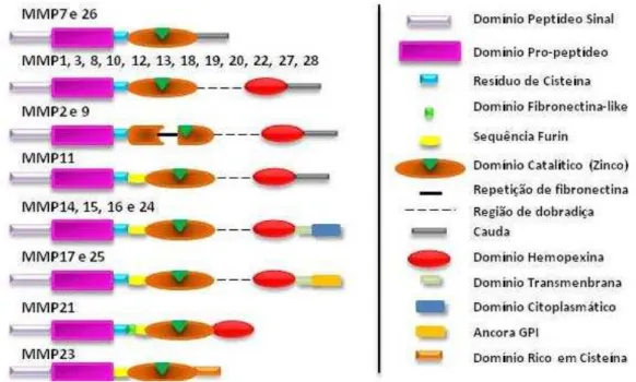 Figura  1.  Estrutura  geral  das  metaloproteinases.  As  MMP  possuem  um  domínio  pro-peptídeo  responsável  pela  latência  da  enzima,  e  um  domínio  catalítico, portador de um íon zinco, estas estruturas estão sempre presentes e  caracterizam esta