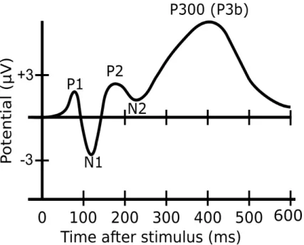 Figure 2.1: Some components from ERP, showing the location of the P300 Signal it is used in Brain-Computer Interface (BCI) Applications, specially to provide a  non-muscular communication channel, particularly for individuals with severe neuronon-muscular 