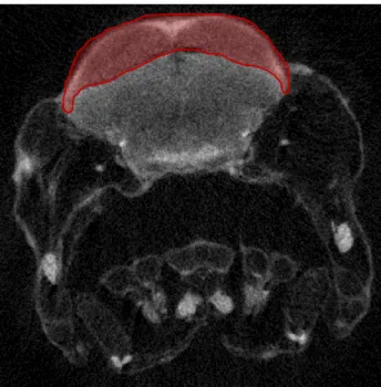 Figure  1  –  Reconstructed  micro-CT  scan  image  of  a  virtual  section of a 5 dpf Pachón larva through the midbrain
