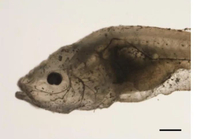 Figure  2  – 5  dpf Steinhardt  (Chica)  cavefish  stained  for  Aαt  using  the  EnzMet™  kit  to  create  x-ray  detectable  silver  deposits in CNs which would allow 3D reconstruction through  micro-CT  imaging
