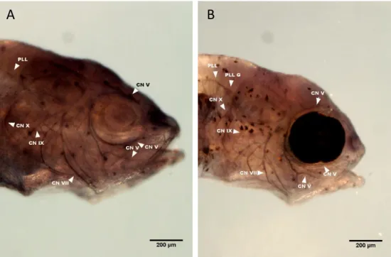 Figure 3 – DAB staining for Aαt in 5 dpf Pachón cavefish (A) and surface fish (B). This staining allowed  to identify more CNs than with the EnzMet™ (indicated in the images)