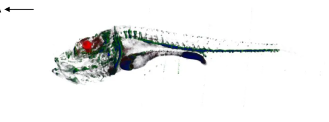 Figure 5 – OPT reconstruction resulting from the FDA and RDA injections in a 5 dpf Pachón cavefish