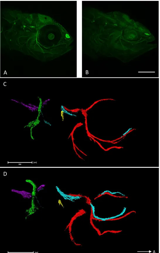Figure 6 – CN staining and reconstruction in 5 dpf surface and Pachón cavefish. A and B show the  confocal image of both surface (A) and cavefish (B) stained for Aαt