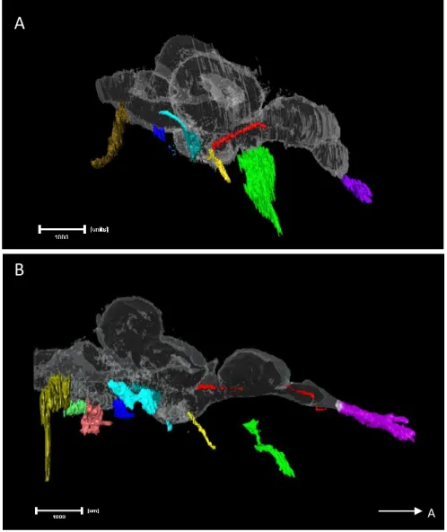 Figure 8 – Right lateral views of Amira 3D reconstructions of the CNs and brain of both adult  surface  fish  (A)  and  Pachón  cavefish  (B)