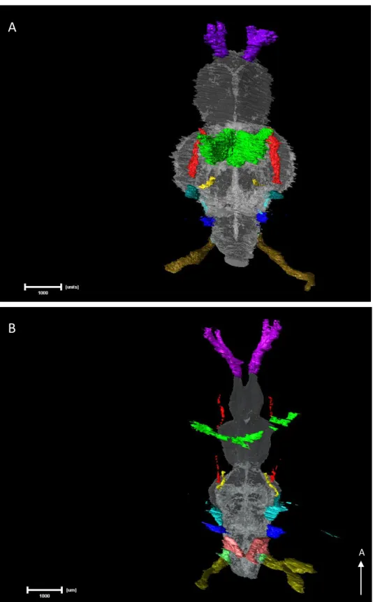 Figure 9 – Dorsal views of Amira 3D reconstructions of the CNs and brain of both adult surface fish  (A) and Pachón cavefish (B)
