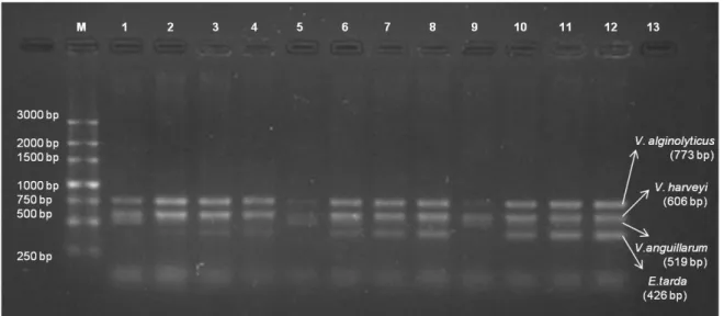 Figure 2.2 – m-PCR at different annealing temperatures and different concentrations  of MgCl 2 