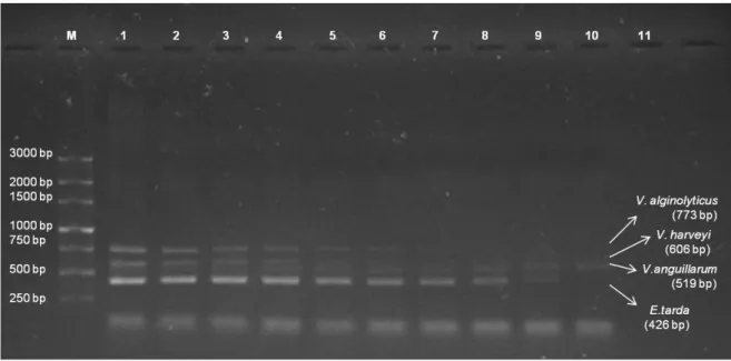 Figure  2.4  –  m-PCR  sensitivity  test.  Lane  1  –  250  bp  ladder;  Lane  2  –  mixture  of  different  DNA  (64.6  ng/µl  for  E