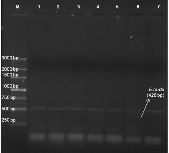 Figure 2.6 – m-PCR applied to tissue and blood samples from A. regius. M – 250 bp  ladder;  Lane  1  –  Tissue  from  control  fish;  Lane  2  –  Tissue  from  an  infected  fish  with  E