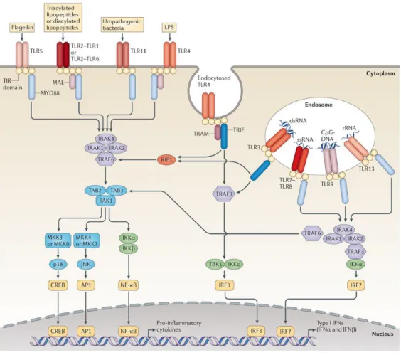Figure 1.1: TLR Signalling Pathways (from O’Neill et al., 2013) 