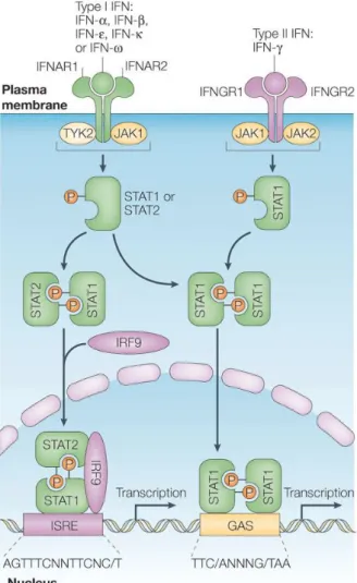 Figure 1.2: Interferon receptors and activation of classical JAK–STAT pathways by type I IFN and  type II IFN (from Platanias et al., 2005) 