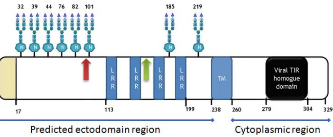 Figure 1.3: The I329L protein structure. The second AUG is located at position 99 (red arrow) and the  third at position 149 (green arrow) (adapted from Ventura S., unpublished work) 