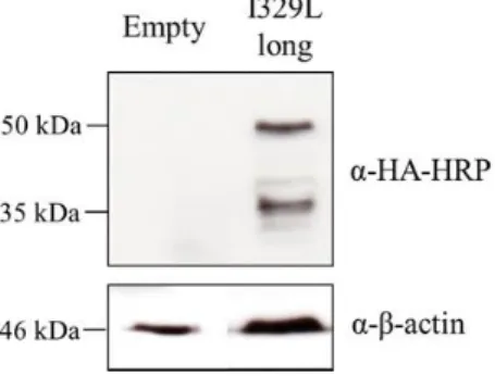Figure 3.1: Expression of full length I329L protein. Western blot analysis of pcDNA3 (Empty) and  Myc-I329L-Ha  transfected  Vero  cell  lysates