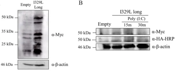 Figure  3.6:  Full  length  I329L  expression  without  (A)  and  upon  poly  (I:C)  stimulation  (B).