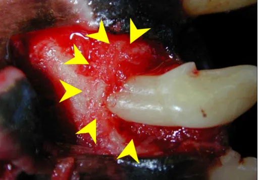 Figura 9 -  Retalho muco-gengival confeccionado em dente incisivo  superior esquerdo. Observa-se a raiz livre de indutos e a  porção de osso alveolar sobre a qual será aplicado o peptídeo  (setas) 