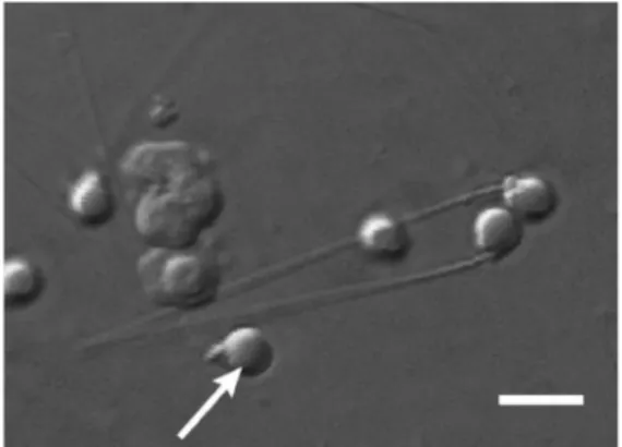 Figure  III.1:  Zebrafish  sperm  morphology.  Zebrafish  sperm  display  a  prolate  head  and  mid-piece  (arrow), and a tail ~30 µm in length