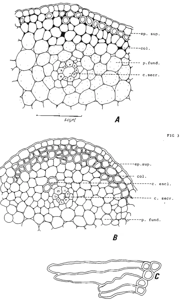 Fig 3: Detalhes de secçóes transversais da região da nervura mediana de Mikania smilacina DC :A e B- ep.sup-epiderme superior; col-colênquima (paredes lignificadas); p.fund-parênquima fundamental; c.secr-canal secretor;c.escl- celula esclerenquimática