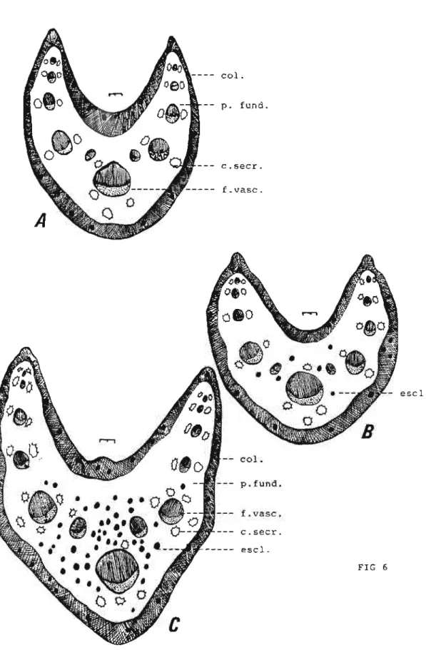 Fig 6. Mikania smiladna DC: secção transversal do pedolo: A-região proximal;