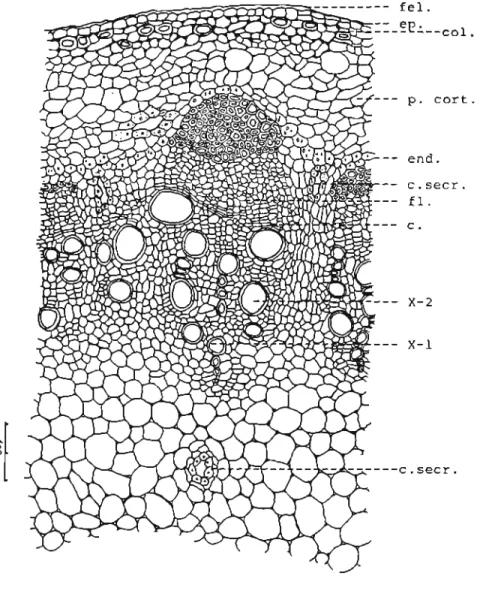 Fig 7.Mikania smilacina DC: secção transversal do caule: ep-epiderme; col- col-colênquima; p.cort- parênquima cortical; end-endoderme; p-periciclo;  fI-fIoema; c-câmbio; x-xilema (xl primário e x2 secundário); p.med-parênquima medular; c