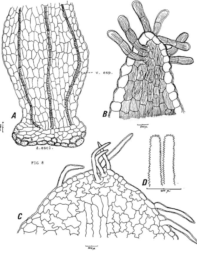 Fig 8.Mikania smilacina DC: A- Região ovariana(aquênio); v. esp- vaso espiralado; a.escl.-anel esclerenquimático; B-Floreta :região da  lacínia.C-Bráctea :região do ápice; D- Estigma: desenho esquemático.