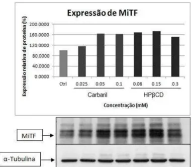 Figura 5: Análise da expressão da proteína MiTF (59Kda, detectada em 40, 55 e 70  Kda) em melanócitos primários humanos após 48 horas de tratamento com diferentes  concentrações (m M) de carbaril/HPβCD