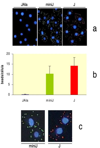 Figura 14 –  Padrão de interação entre J-beads e JAla-beads com células epiteliais não  difere em função de diferença de cargas ou de acoplamento dos peptídeos às partículas