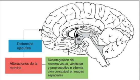 Figura 8  –  Bases neuroanatômicas na relação marcha  –  cognição (CASAS,  MONTERO-ODASSO, 2010)