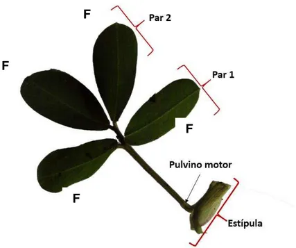 Figura 7 - Identificação de componentes da folha de amendoim forrageiro 