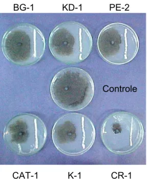 Figura 2 - Efeito antagônico in vitro de diferentes linhagens de S. cerevisiae 