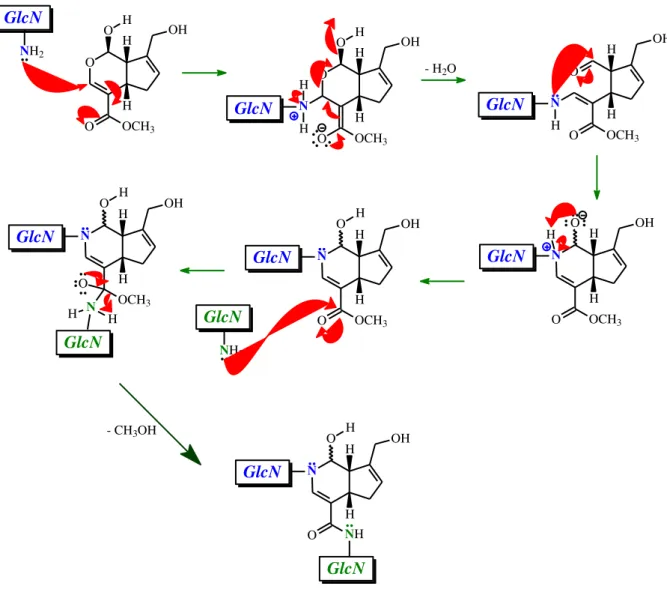 Figura 11  –  Mecanismo de reticulação de grupamentos GlcN de quitosana ou  carboximetilquitosana com genipina em meio ácido (Gonsalves, Melo Araujo et al., 2011)