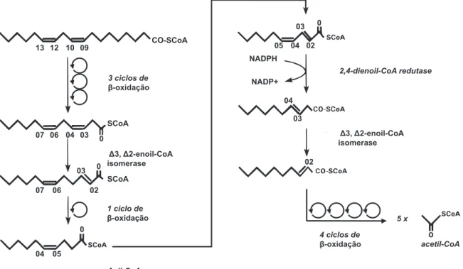 Figura  1.  Esquema  da  β-oxidação  de  linoleoil-CoA.  O  diagrama  mostra  a  reação  adicional  necessária  para  a  β-oxidação  do ácido  linoléico,  evidenciando a  participação  da  2,4  dienoil CoA redutase.
