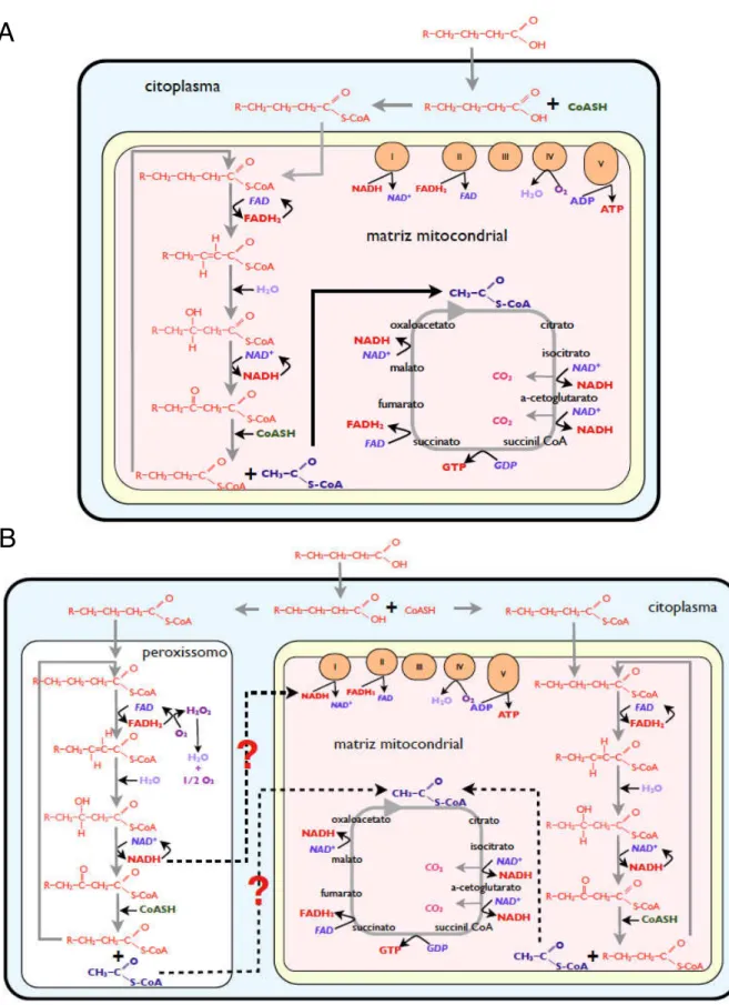Figura  2  -  Comparação  entre  a  β-oxidação  mitocondrial  e  a  peroxissomal.  Esquema  representando  a  oxidação  de  acil-CoA  em  uma  célula  hipotética  contendo  apenas  mitocôndrias (A) e em outra célula  contendo peroxissomos e mitocôndrias (B