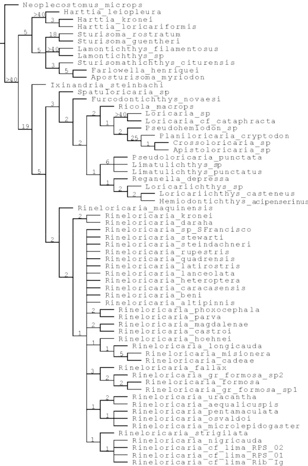 Figura 12- Árvore de consenso estrito das relações de Rineloricaria. Os números acima dos ramos representam  valores do suporte de Bremer (id) 