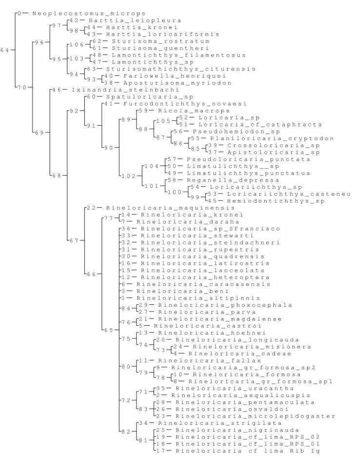 Figura 17- Árvore de consenso estrito das relações de Rineloricaria com clados numerados