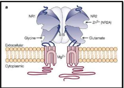 Figura 1  –  Esquema ilustrativo do receptor NMDAR. A figura mostra sua estrutura transmembrana e  seus sítios de ligação para glutamato e glicina