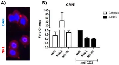 Figura 3: Expressão da subunidade NR1 do receptor NMDAR em linfócitos T CD4 murinos. a) linfócitos T  CD4 +  de animais C57Bl/6 foram isolados por separação magnética e posteriormente submetidas ao protocolo de  imunofluorescência para detecção de NR1 (ant