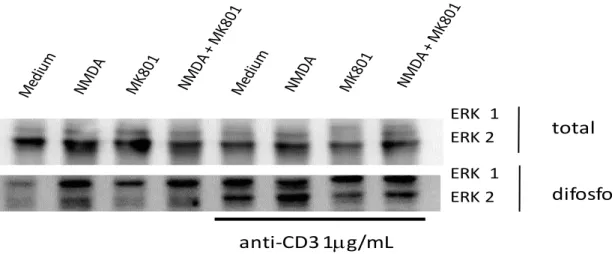Figura 5: Ativação da via de sinalização das MAP Quinases ERK-1 e ERK-2 pelo NMDAR. Células  DO.11.10  foram  plaqueadas  em  placas  sensibilizadas  ou  não  com  anti-CD3,  na  presença  ou  não  de  NMDA  e  MK-801  durante  48  horas