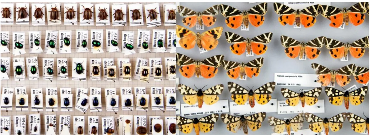 Figura  1:  Espécimes  da  coleção  de  insetos,  preparados  a  seco  e  armazenados  em  gavetas  entomológicas