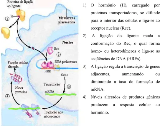 Figura 1 – Mecanismos gerais da regulação gênica através dos hormônios esteroidianos, tireoidianos, ácido  retinóico e vitamina D (figura adaptada de 1)