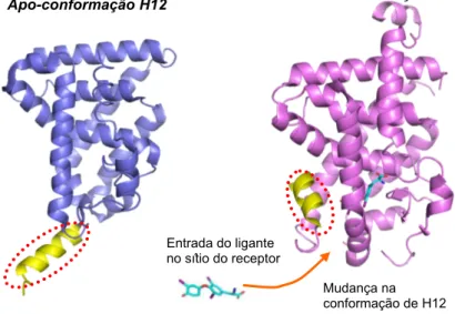 Figura 7 – Mecanismo de ratoeira dos RNs. Estrutura tridimensional do RXR sem ligante (azul) evidenciando a  conformação apo ou inativa da hélice 12 (em amarelo, circulada em laranja) e estrutura tridimensional do TR 