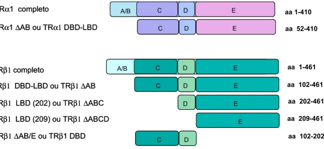 Figura 13 – Esquema contendo as principais construções de TR  α 1 e  1 utilizadas nesse trabalho nos próximos  capítulos, com a numeração do aminoácido (aa) inicial e final de cada construção