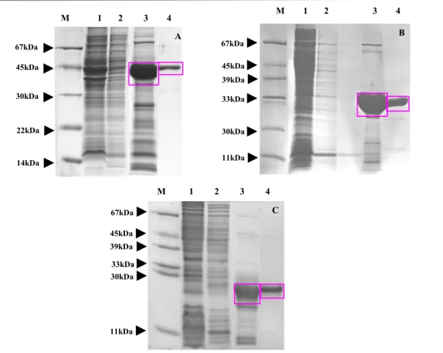 Figura 15. SDS-PAGE de pools de frações coletadas contendo as proteínas TR  1 DBD-LBD (A), LBD 202 (B)  e LBD 209 (C), após cromatografia de afinidade e gel filtração, corados com Coomassie Blue