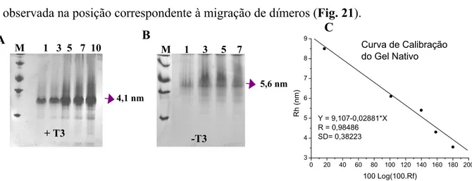 Figura 21 – Eletroforese não desnaturante. As analises das espécies do apo-TR  1 DBD-LBD  e holo-TR  1 DBD- DBD-LBD  foram feitas em gel com um gradiente de 8-25% de acrilamida em pH 8,8 a 10 °C e coradas com Coomassie 