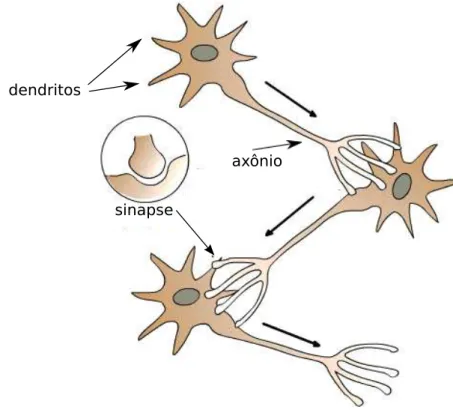 Figura 2.1: Esquema genérico de um neurônio, composto por dendritos, soma e axonio, realizando sinapses químicas com seus pares.