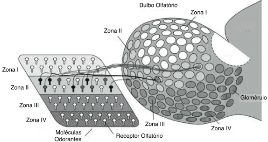 Figura 2.11: Esquema do padrão de conexões entre o epitélio olfatório e o bulbo ol- ol-fatório