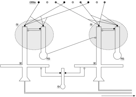 Figura 2.12: Esquema do padrão de conexões sinápticas no bulbo olfatório. Os dendritos primários dos neurônios mitrais (M) e tufosos (T) recebem sinapses  exci-tatórias (indicadas por setas brancas) dos axônios dos neurônios receptores olfatórios nos glomé