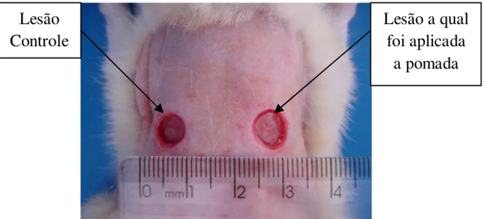 Figura 8: Imagem demonstrativa das lesões controle e tratada dos os animais de experimentação